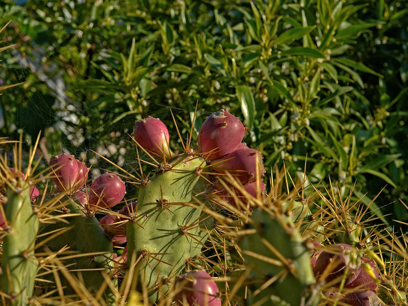 Pillars of Hercules, Opuntia